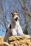 FOX TERRIER 100